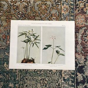 🌹 20 for $20 Antique Botanical Plant Print Original over 100 years old